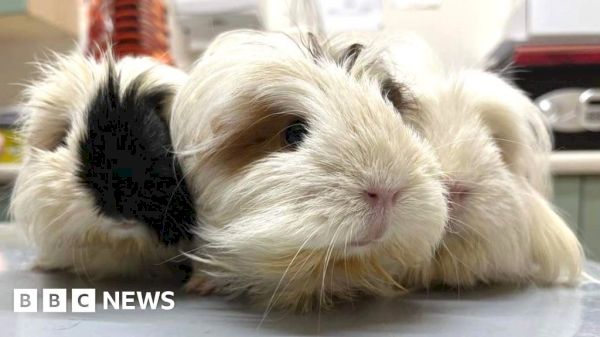 plea-after-three-guinea-pigs-found-in-bag-in-shetland-–-bbc
