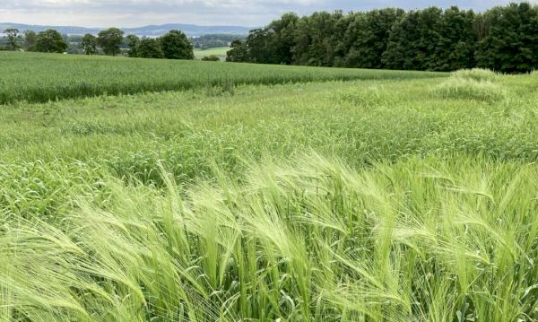 ancient-shetland-barley-could-have-an-important-future-–-the-courier