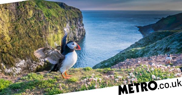 wildlife-trust’s-2022-review-marks-new-discoveries-and-ongoing-threats-–-metroco.uk