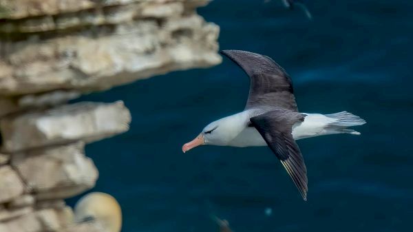 lone-albatross-marks-curious-2022-for-nature-around-britain’s-coast-–-the-times