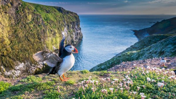 new-discoveries-and-ongoing-threats-for-the-uk’s-marine-and-coastal-wildlife-–-yahoo-news-uk