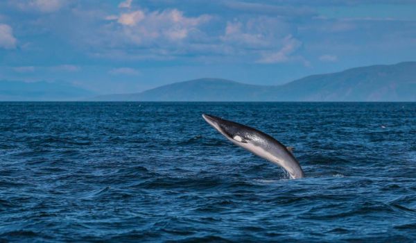 whales-spotted-off-cumbrian-coast-–-but-cwt-says-challenges-…-–-news-&-star