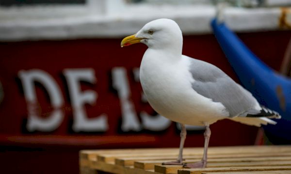 concerns-for-herring-gull-as-species-tops-new-scotland-death-count-–-the-press-&-journal