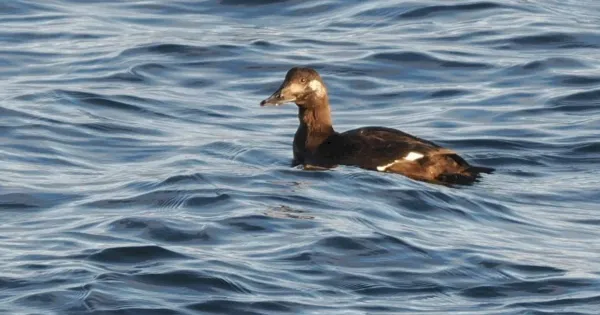 review-of-the-week:-19-december-2022-2-january-2023-–-birdguides