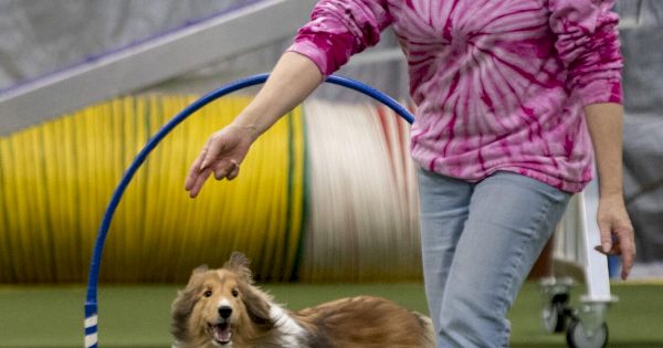 dozens-gather-at-breakaway-action-dogs-for-weekend-of-canine-…-–-frederick-news-post