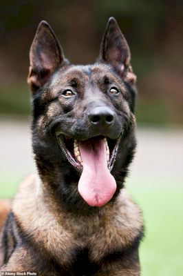 belgian-malinois-is-pick-of-the-pack-for-brains-as-it’s-named-world’s-most-intelligent-dog-–-daily-mail