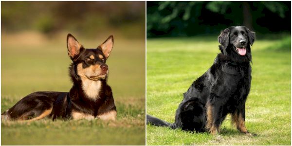 13-most-intelligent-dog-breeds-revealed-–-country-living