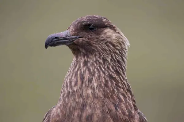 disastrous-nesting-season-at-shetland-great-skua-colony-–-birdguides