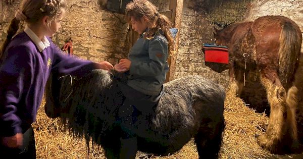 amanda-owen-forced-to-defend-herself-after-follower-calls-her-‘cruel’-–-yorkshire-live