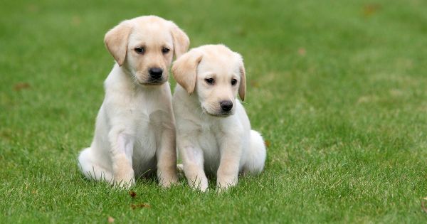 puppy-raisers-urgently-wanted-across-cornwall-to-look-after-guide-dogs-–-cornwall-live