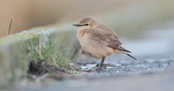 review-of-the-week:-9-15-january-2023-–-birdguides