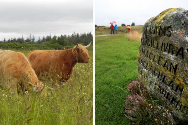culloden-battlefield:-highland-cows’-great-impact-on-conservation-…-–-heraldscotland