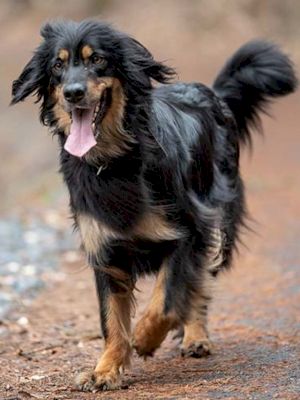 top-10-most-intelligent-dog-breeds-–-news9-live