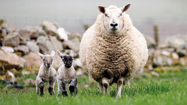 maedi-visna-outbreak-leads-to-soul-destroying-4,000-ewe-cull-–-farmersweekly