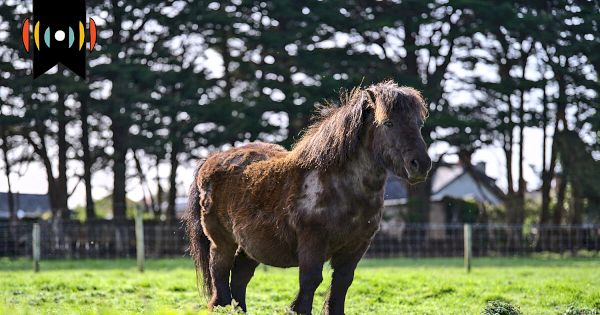 kicker:-passenger-pony-|-world-–-world-news-group