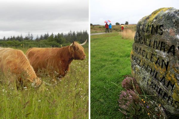 how-cows-are-helping-conservation-of-culloden-battlefield-in-more-ways-than-one-–-yahoo-news-uk