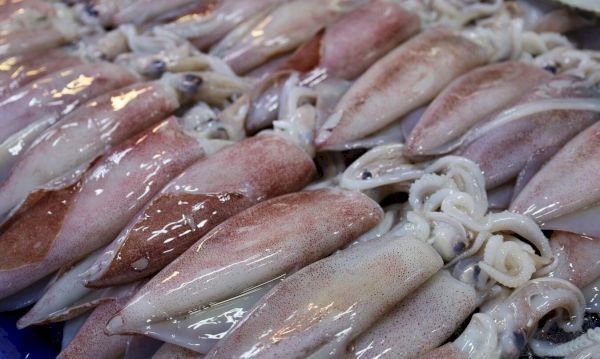 squid-at-record-levels-in-shetland-waters-–-the-press-&-journal