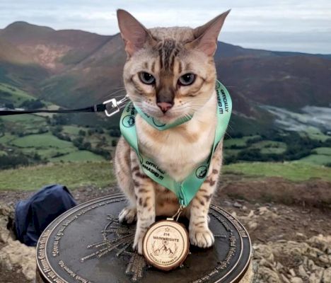 the-cat-who-loves-mountain-climbing-and-paddle-boarding-–-great-british-life