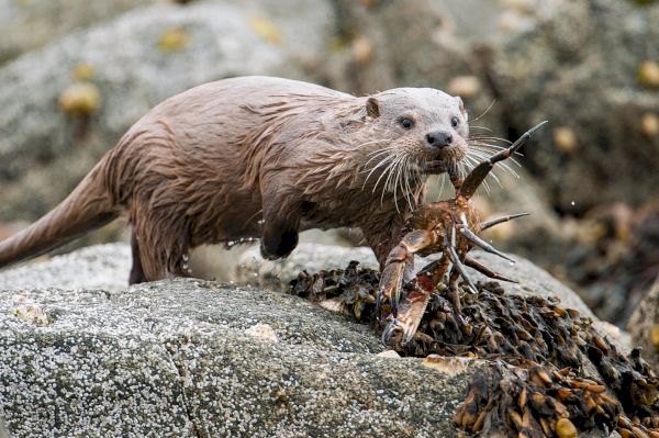 avian-flu-detected-in-four-otters-–-the-press-&-journal
