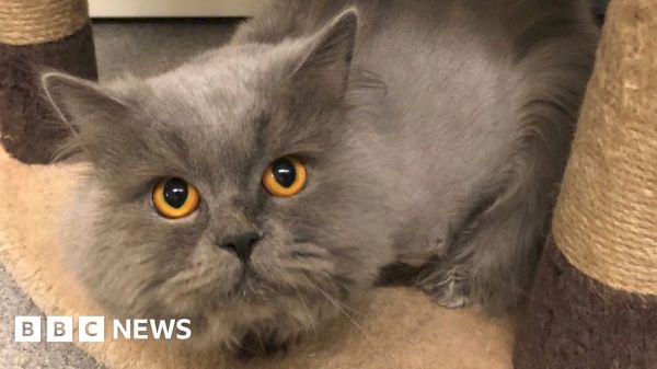 new-home-for-cat-that-lost-leg-in-aberdeen-flats-plunge-–-bbc
