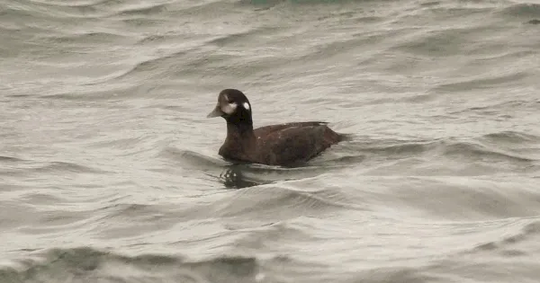 review-of-the-week:-16-22-january-2023-–-birdguides