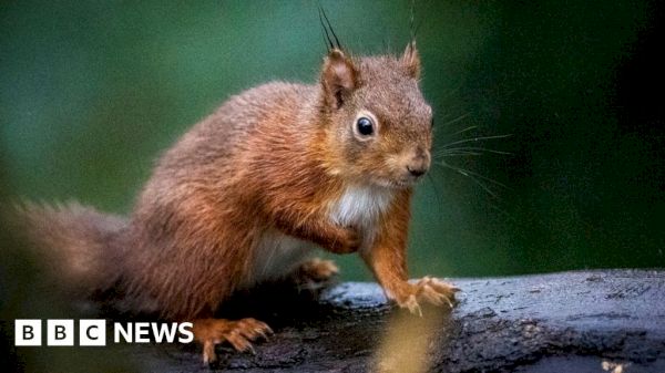 red-squirrels-number-on-the-rise-in-scotland,-survey-finds-–-bbc.com