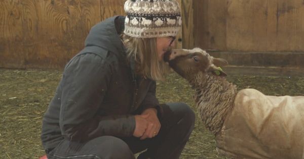 shetland-sheep-get-plenty-of-tlc-at-whispering-pines-farm-in-middleport-–-wkbw-7-news-buffalo
