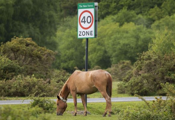 drivers-praised-amid-fall-in-new-forest-animal-crashes-–-advertiser-and-times