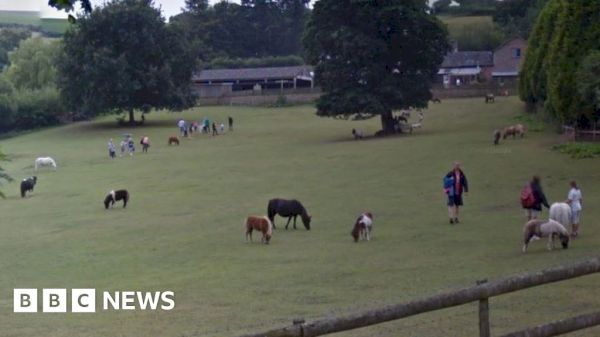 dartmoor-miniature-pony-centre-to-close-due-to-cost-of-living-–-bbc.com