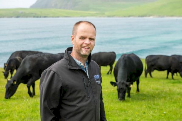 outwintering-angus-cows-on-shetland-yields-cost-savings-of-98/cow-–-the-scottish-farmer