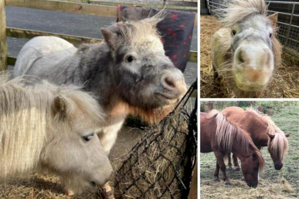 ‘farmfest’-to-raise-money-for-woman-running-london-marathon-in-…-–-lancashire-telegraph