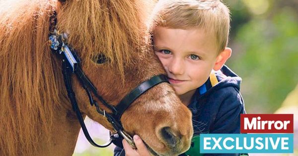 miniature-pony-named-harry-wins-hearts-wherever-he-goes-thanks-to-big-personality-–-the-mirror