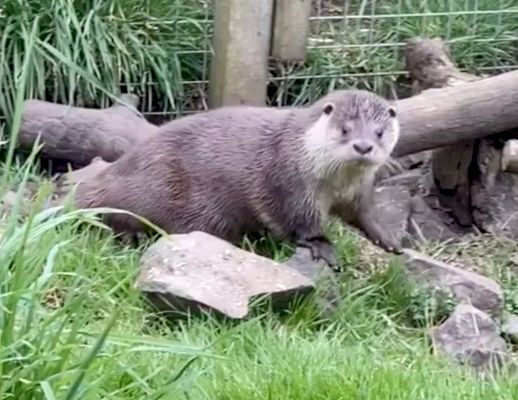 bird-flu-found-in-shetland-otter