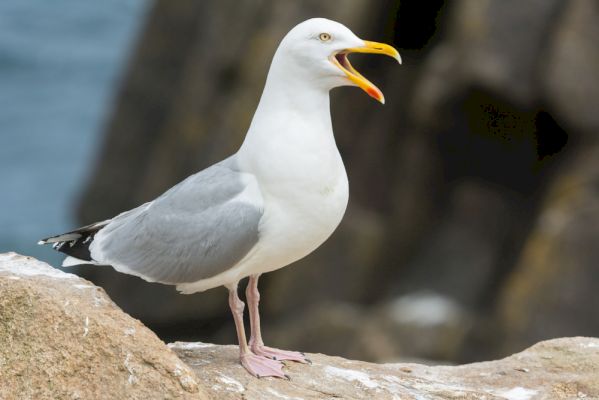 get-in-touch-about-nesting-gulls,-sic-says