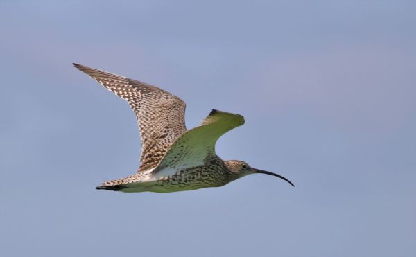 go-‘wild-about-whaaps’-to-celebrate-world-curlew-day