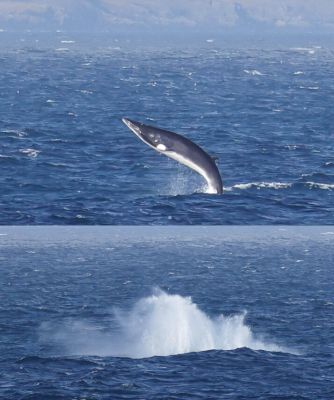 ferry-crew-and-passengers-treated-to-rare-leap-from-minke-whale 