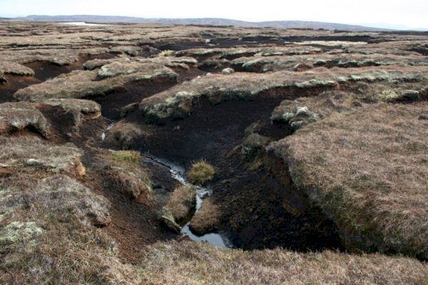 peat-restoration-strategy-to-be-released-by-the-end-of-the-year