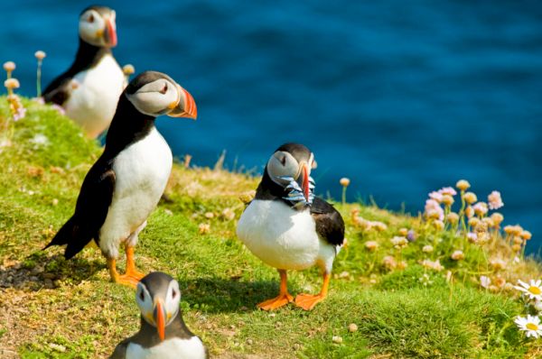 sandeel-fishing-ban-proposed-to-save-seabirds