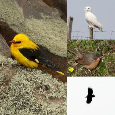 snowy-owl,-golden-oriole,-subalpine-warbler-and-a-white-tailed-eagle:-birdwatcher’s-epic-day-in-fair-isle