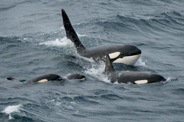 wishart-praises-work-of-citizen-scientists-sharing-killer-whale-sightings