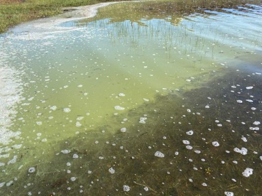 blue-green-algae-identified-in-west-side-loch