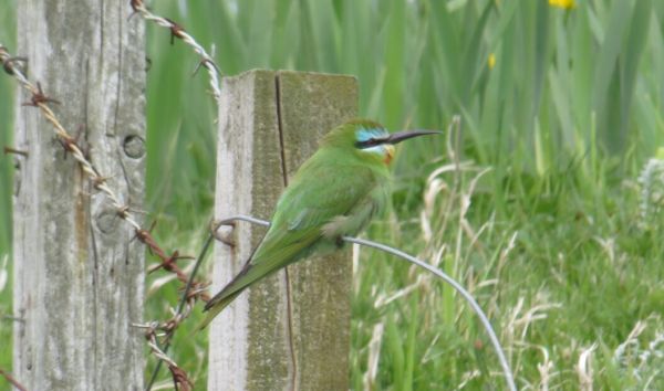 rare-bee-eater-comes-to-shetland-for-second-time-on-record