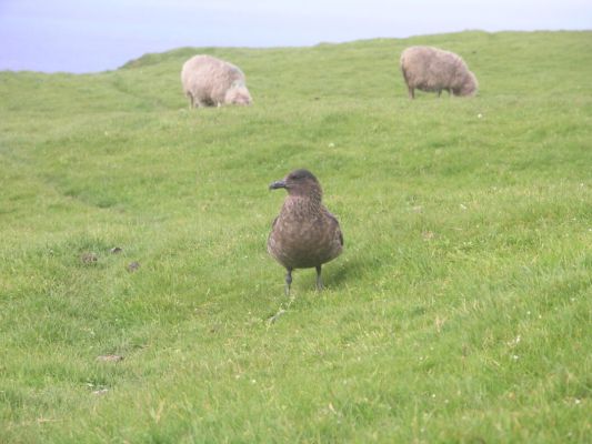 dramatic-drop-in-bonxie-numbers