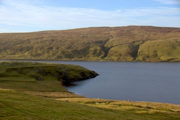 dangerous-algae-found-in-unst