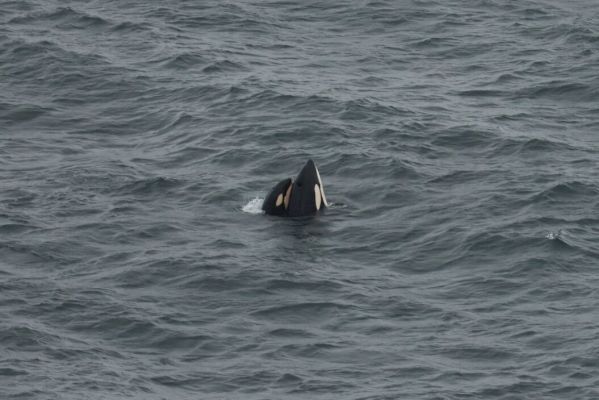 orcas-snapped-south-of-shetland