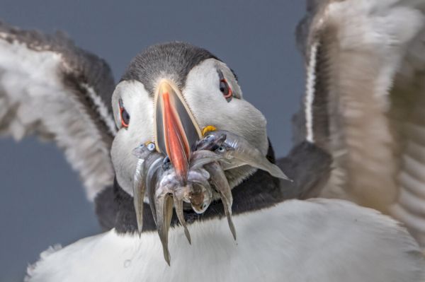 puffin-spreads-wings-with-catch