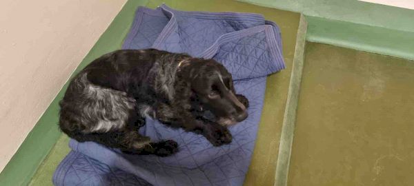 dog-rescued-from-water
