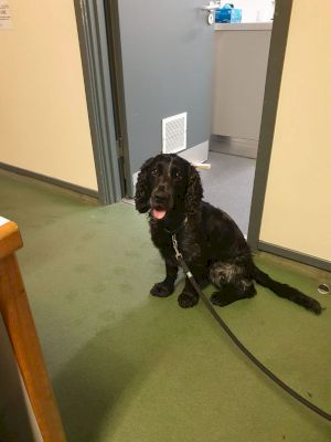 smudge-is-reunited-with-his-owner