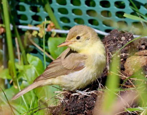 two-rare-birds-discovered-over-the-weekend