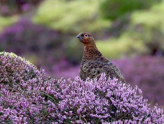 red-grouse-roam-through-blooming-heather-in-whalsay